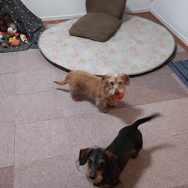 chocococoaさんの実例写真