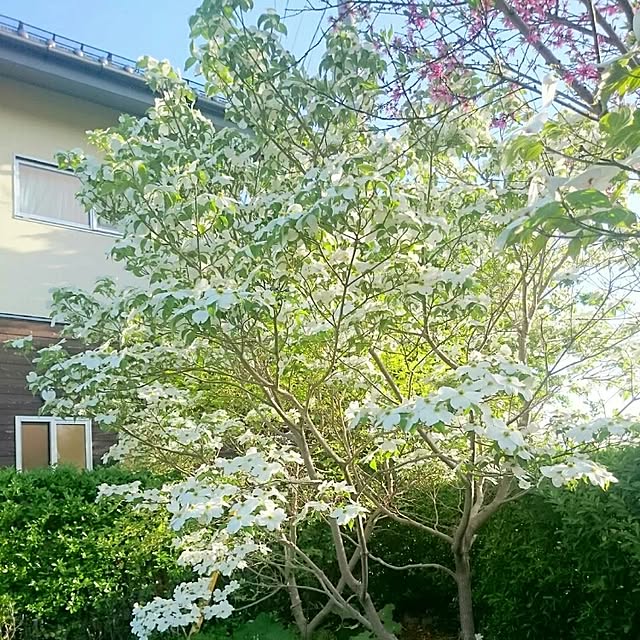 naho81078さんの実例写真