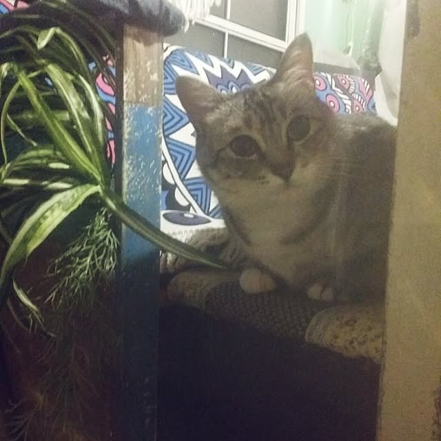 annさんの実例写真