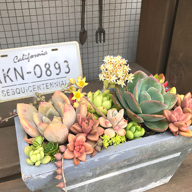norikoko310さんの実例写真