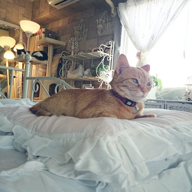 fu-ka24さんの実例写真