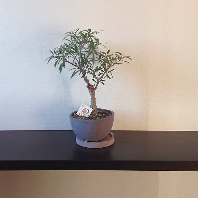 yoyoさんの実例写真