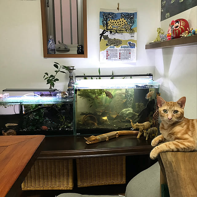 tornadeさんの実例写真