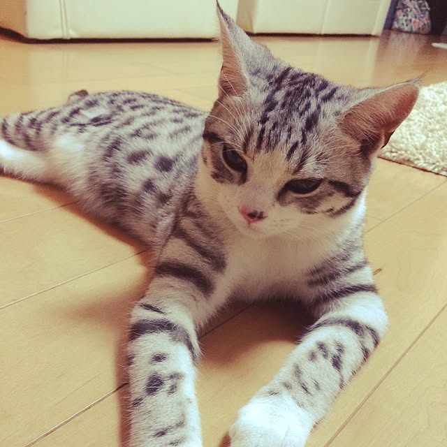 aiさんの実例写真