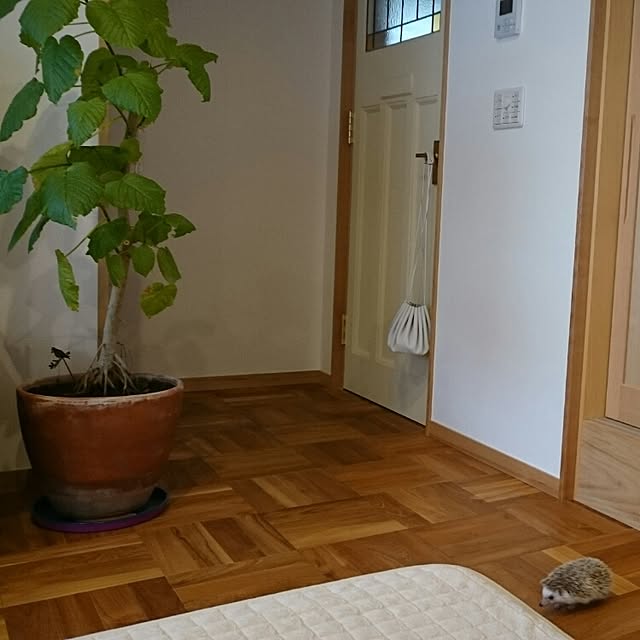 mignonさんの実例写真