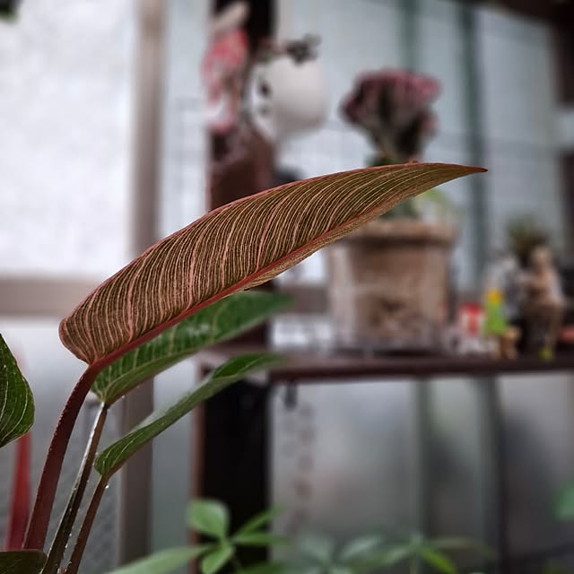 noaさんの部屋