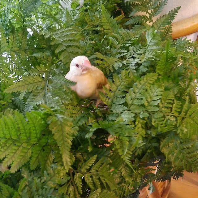 fujifujiさんの実例写真
