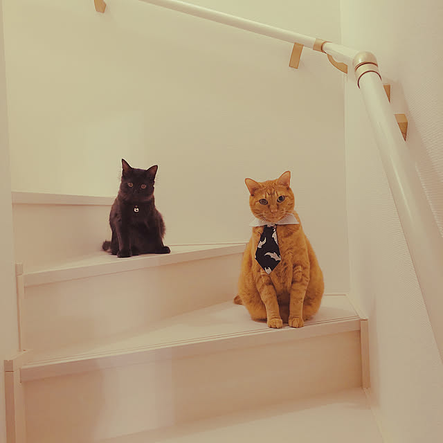 ochappuさんの実例写真