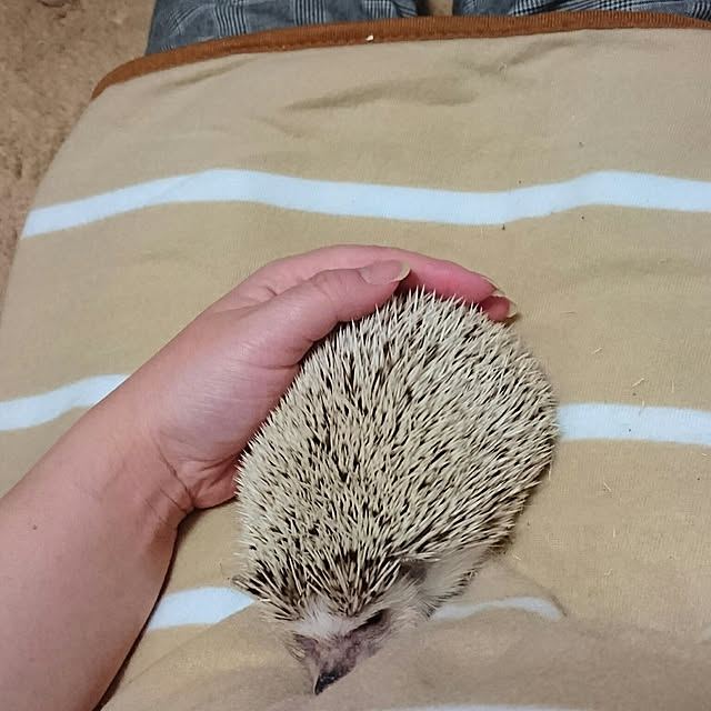 Reikomさんの実例写真