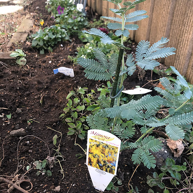 pikarunさんの実例写真