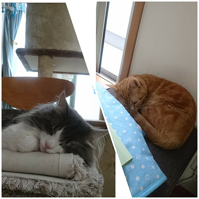 shinobuさんの実例写真