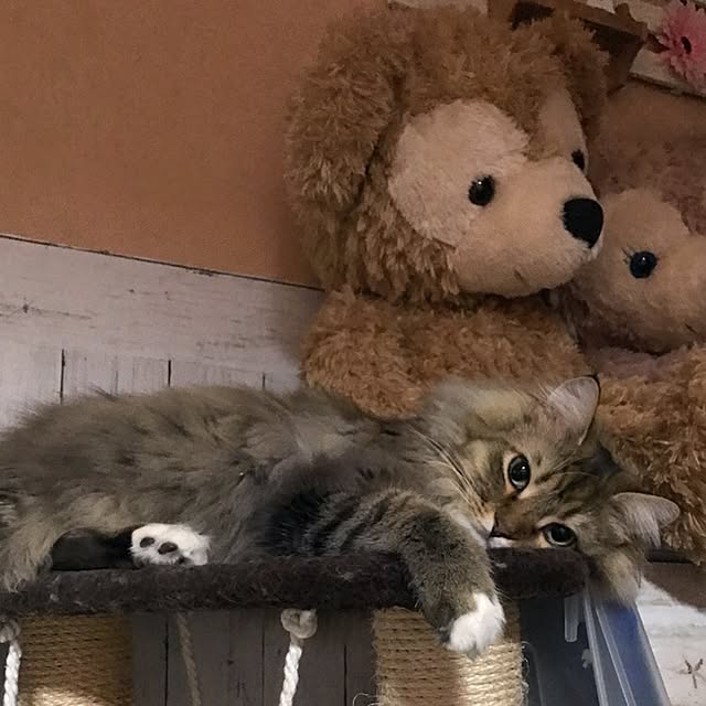 CATさんの実例写真