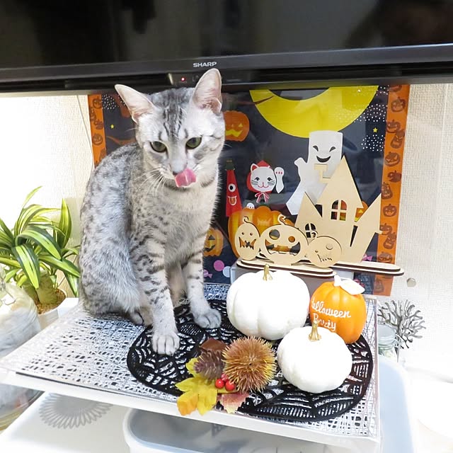 Moeさんの部屋