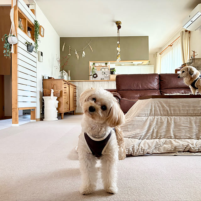 chachamamaさんの実例写真