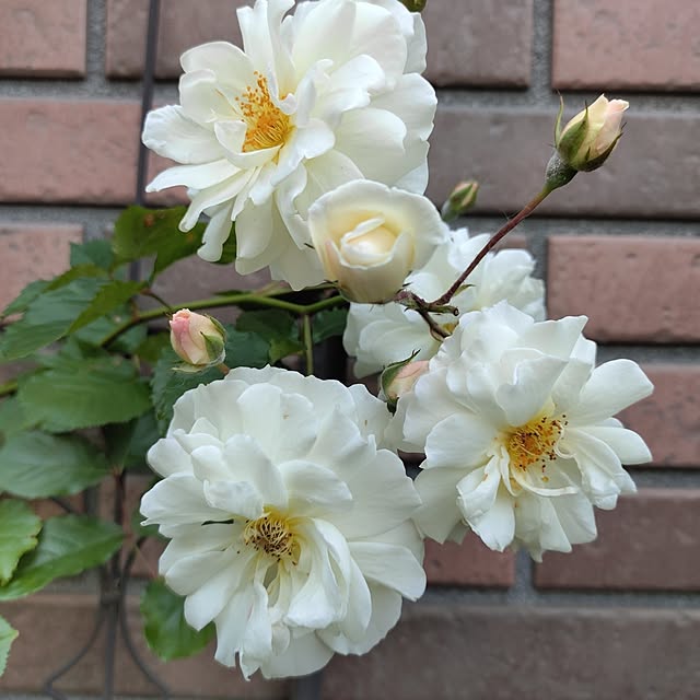 kiraさんの部屋