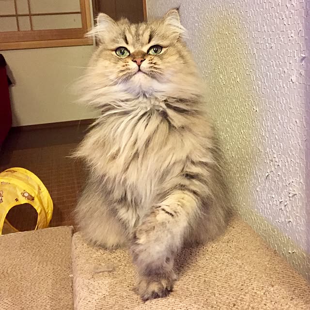 butachanさんの実例写真