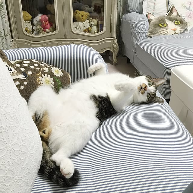 yuchiさんの実例写真
