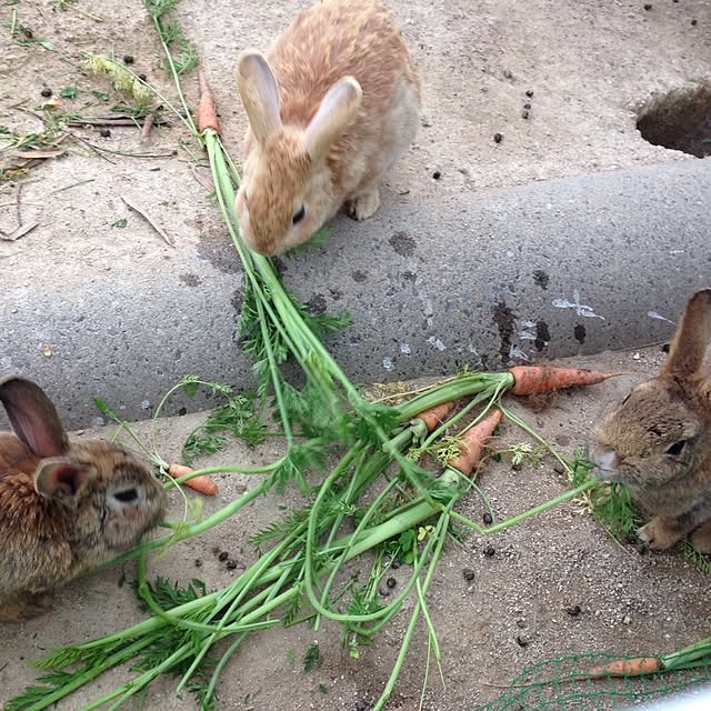 kimikoさんの実例写真