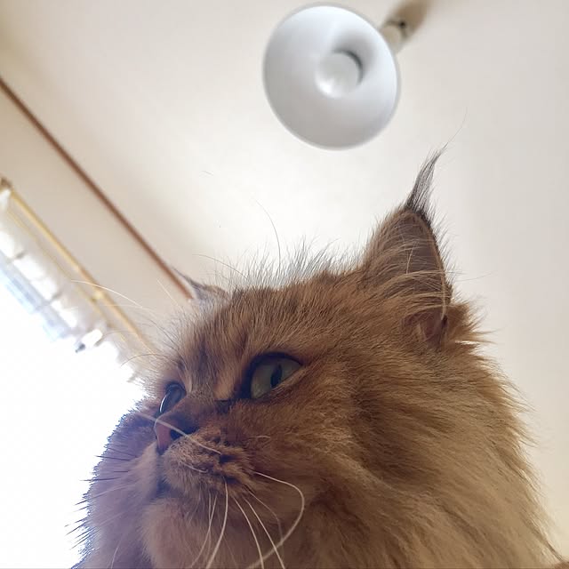 butachanさんの実例写真