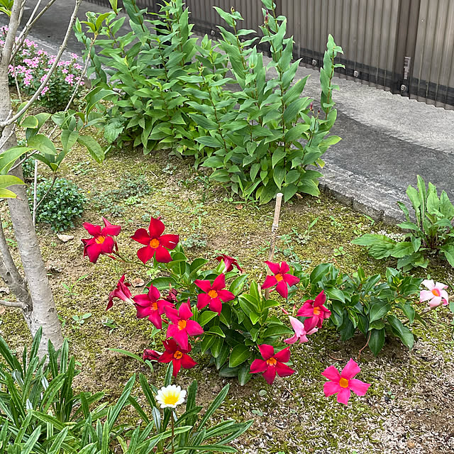 kakoさんの実例写真