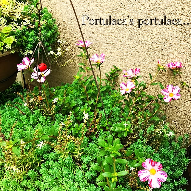 portulacaさんの実例写真