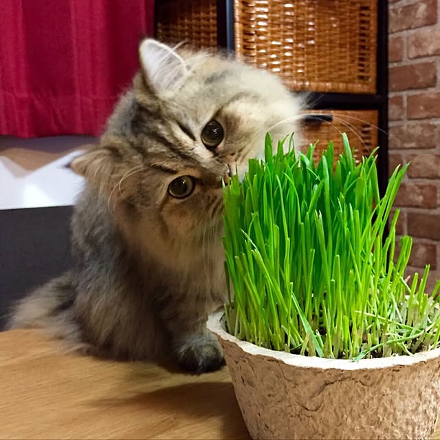 butachanさんの実例写真