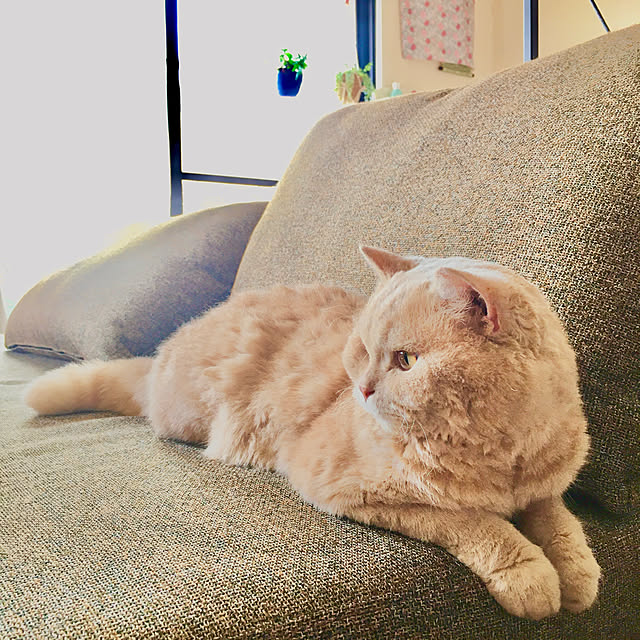 naokoさんの実例写真