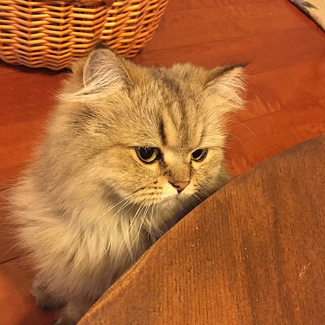 butachanさんの実例写真