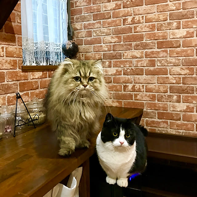 butachanさんの実例写真