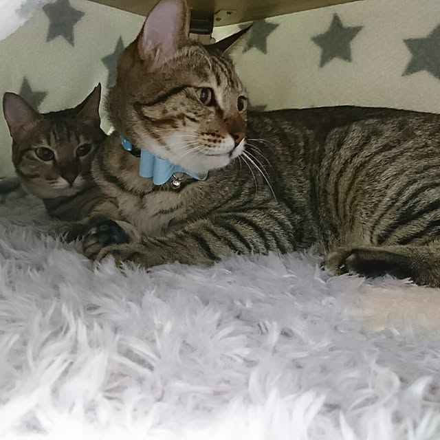 poniさんの実例写真