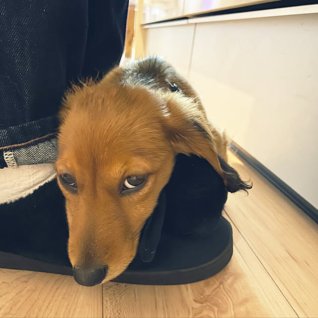 uninekoさんの実例写真