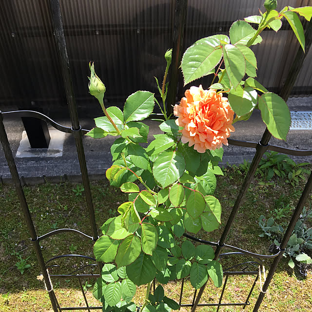kakoさんの実例写真