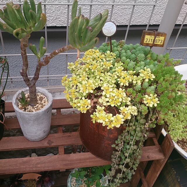 Haruminさんの実例写真