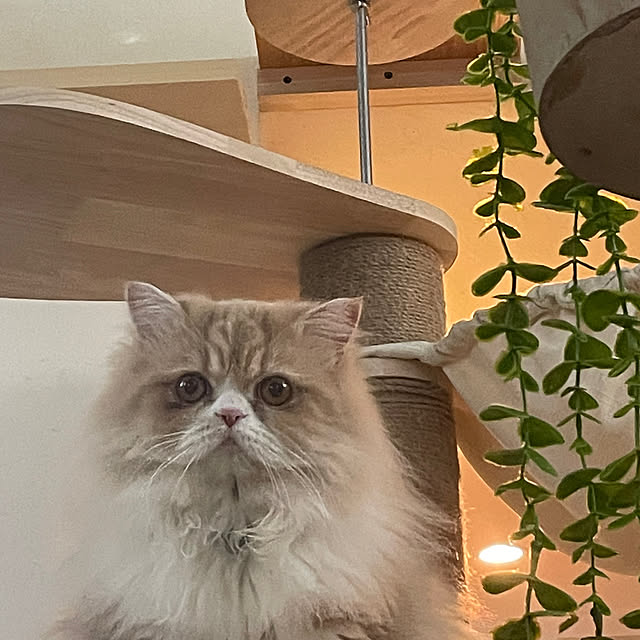 COCOさんの実例写真