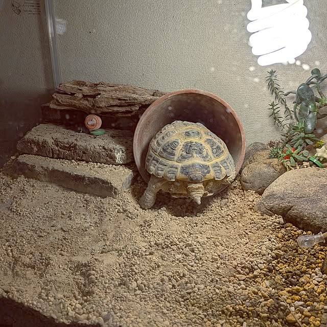 umeboshicyanさんの部屋