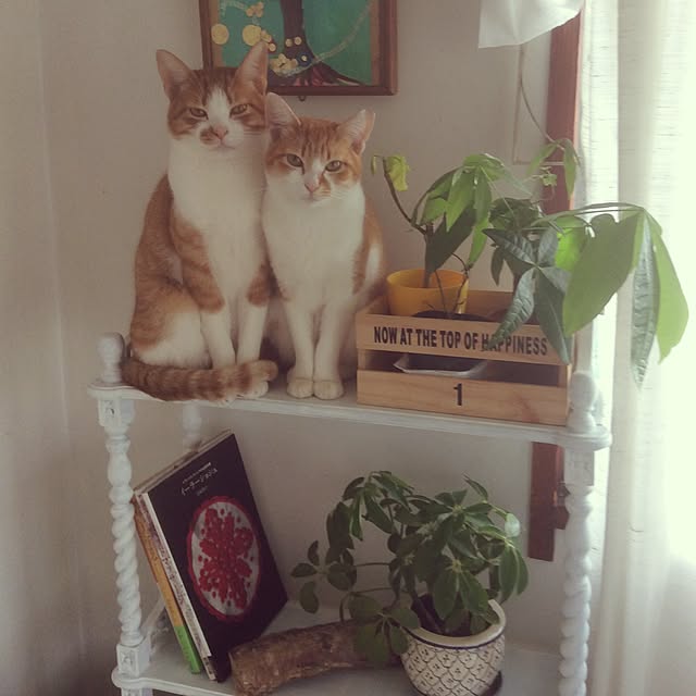 棚/猫/観葉植物/ナチュラルのインテリア実例 - 2017-05-14 21:52:20