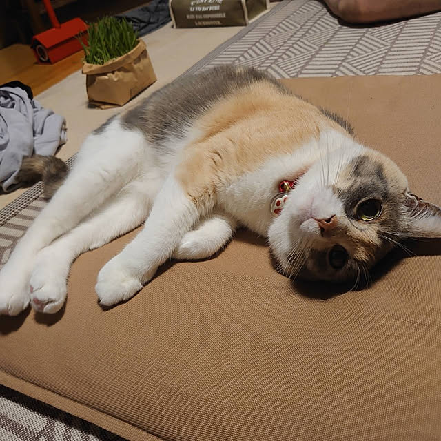 fukuさんの実例写真