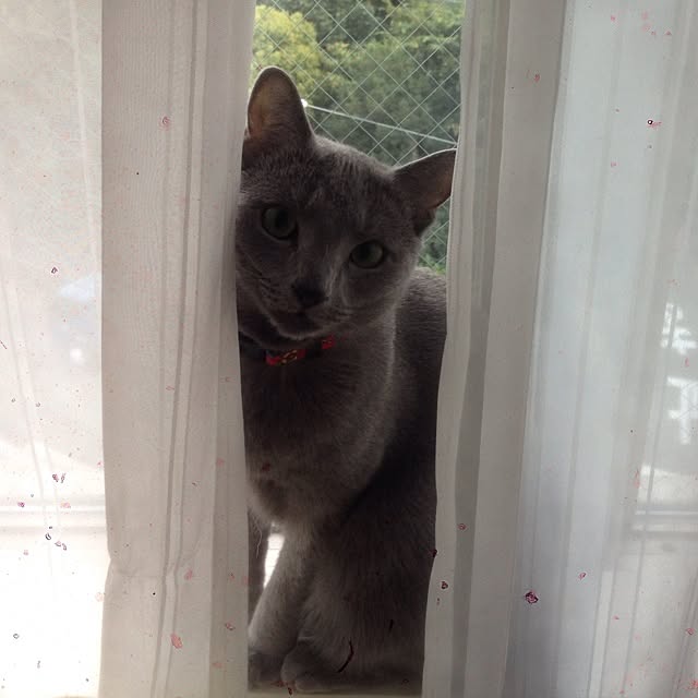 toshiさんの実例写真