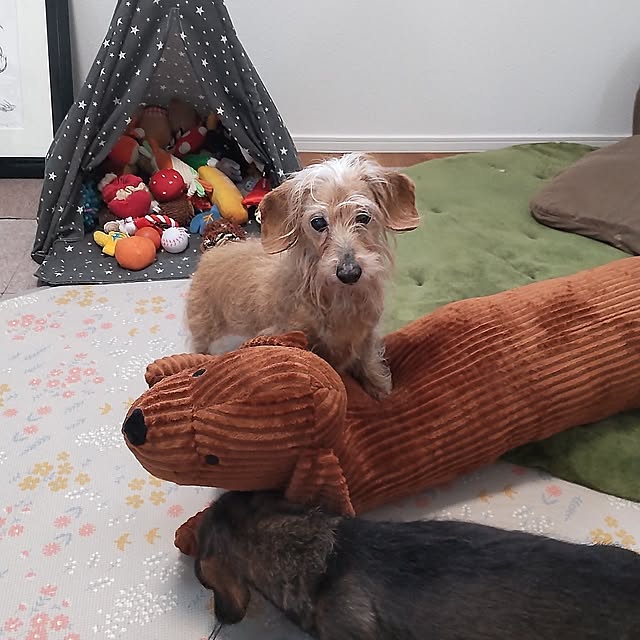 chocococoaさんの実例写真
