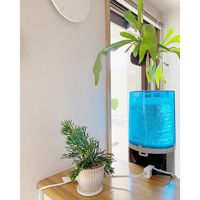 植物/リプサリス/NO GREEN NO LIFE/シンプルインテリア/こどもと暮らす...などのインテリア実例 - 2019-10-03 15:50:47