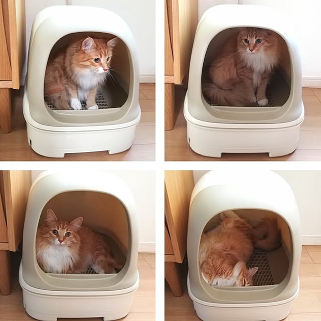 pinokoさんの実例写真