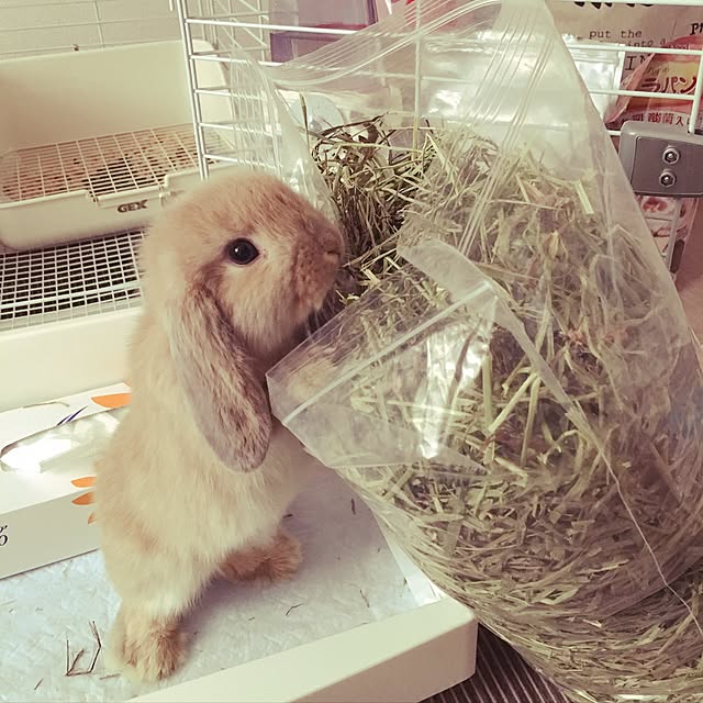 kyaoriさんの実例写真