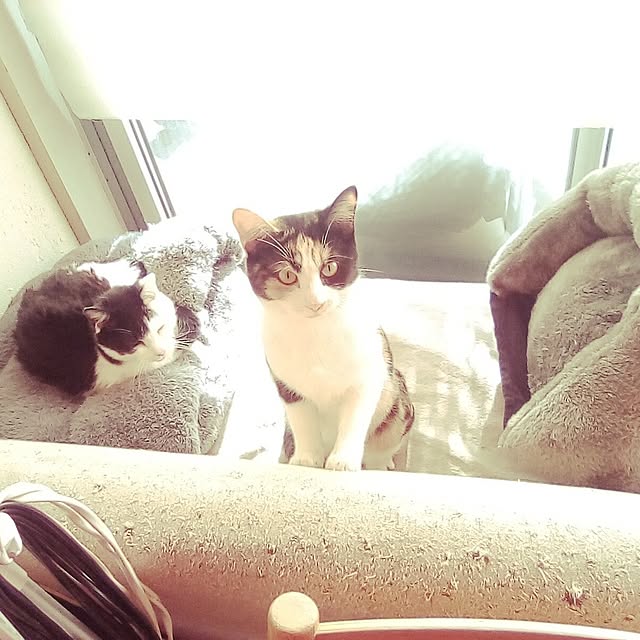 catloveさんの部屋
