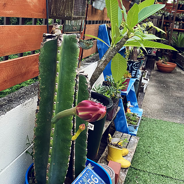 umi96さんの実例写真