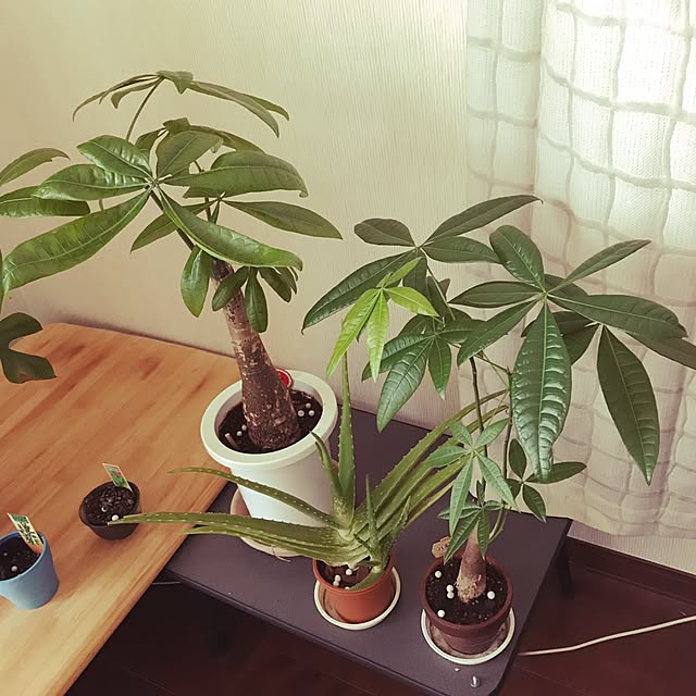 tornadeさんの実例写真
