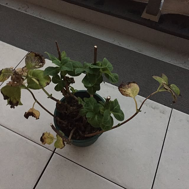 cantikさんの実例写真