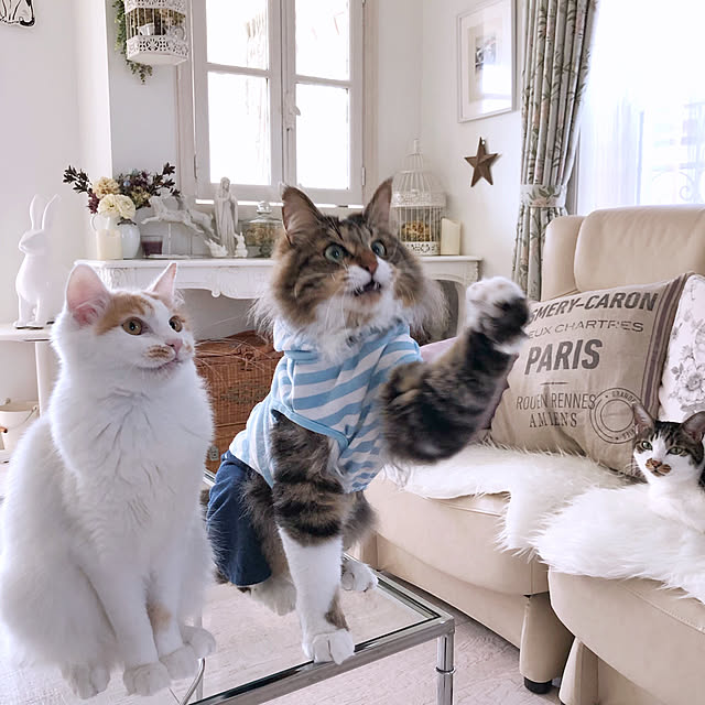 yuchiさんの実例写真