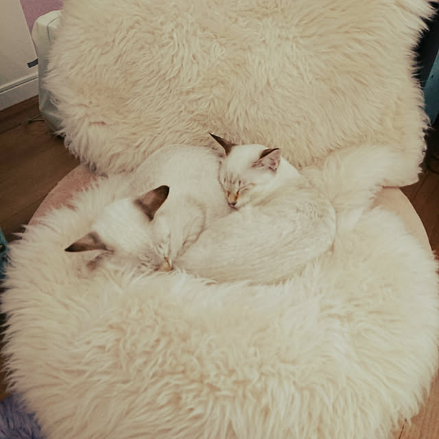 poniさんの実例写真