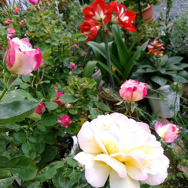 shoko0420さんの実例写真