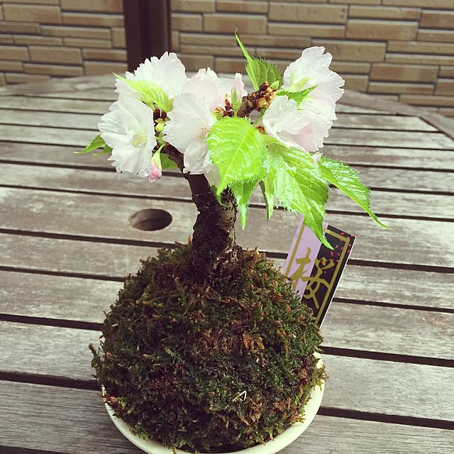 natuumi12さんの実例写真